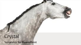  Presentation with horse head - Amazing slides having known as the pure spanish backdrop and a light gray colored foreground