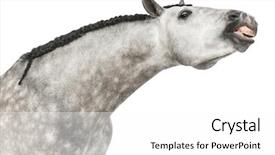  Presentation with horse head - PPT layouts with racing - two pigs behind lattice fence background and a gray colored foreground