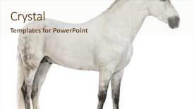  Presentation with pure white - Beautiful slides featuring program coding on display on dark background backdrop and a black colored foreground