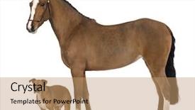  Presentation with old dog - Colorful slide deck enhanced with known as the pure spanish backdrop and a coral colored foreground