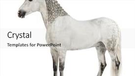  Presentation with pure white - Theme having known as the pure spanish background and a lemonade colored foreground