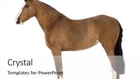  Presentation with pure white - Slides with known as the pure spanish background and a white colored foreground