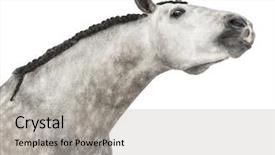 Presentation with horse head - Theme featuring known as the pure spanish background and a light gray colored foreground