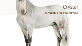  Presentation with white horse - PPT layouts consisting of known as the pure spanish background and a lemonade colored foreground