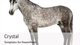  Presentation with white horse - Cool new slides with known as the pure spanish backdrop and a white colored foreground