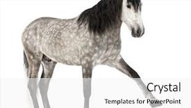  Presentation with robotic leg - Theme enhanced with known as the pure spanish background and a  colored foreground