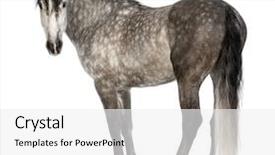  Presentation with pure white - Beautiful theme featuring known as the pure spanish backdrop and a  colored foreground