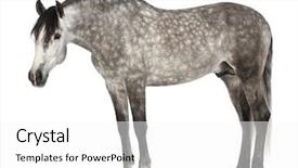  Presentation with pure white - Colorful slide deck enhanced with known as the pure spanish backdrop and a  colored foreground