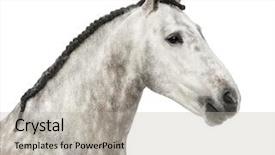  Presentation with horse head - Audience pleasing PPT layouts consisting of known as the pure spanish backdrop and a light gray colored foreground
