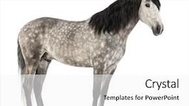  Presentation with evaluation of 5 years old boy - Beautiful slides featuring known as the pure spanish backdrop and a white colored foreground