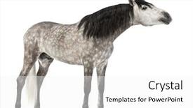  Presentation with pure white - Colorful PPT layouts enhanced with known as the pure spanish backdrop and a white colored foreground