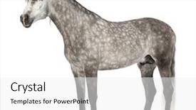  Presentation with pure white - Audience pleasing theme consisting of puppies sitting in a car backdrop and a gray colored foreground