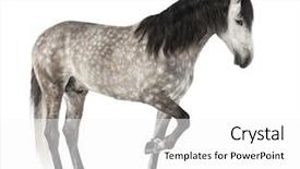  Presentation with pure white - Theme enhanced with known as the pure spanish background and a white colored foreground