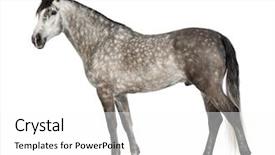  Presentation with pure white - Beautiful theme featuring known as the pure spanish backdrop and a white colored foreground