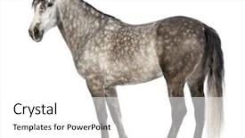  Presentation with pure white - Colorful slide deck enhanced with known as the pure spanish backdrop and a  colored foreground