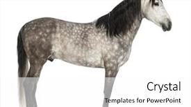  Presentation with pure white - Cool new theme with known as the pure spanish backdrop and a  colored foreground