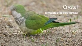  Presentation with keel billed toucan also known - Colorful PPT layouts enhanced with known as the quaker parrot backdrop and a coral colored foreground