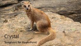  Presentation with yellow - Presentation design consisting of known as the red meerkat background and a coral colored foreground