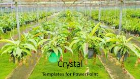  Presentation with colorful green corn field - Audience pleasing theme consisting of known as tropical pitcher plants backdrop and a gold colored foreground