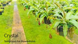  Presentation with rural india paddy field green - Beautiful slides featuring known as tropical pitcher plants backdrop and a gold colored foreground