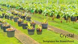  Presentation with green soccer field sport - PPT layouts with known as tropical pitcher plants background and a yellow colored foreground