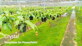  Presentation with tropical - Presentation design consisting of known as tropical pitcher plants background and a shamrock green colored foreground