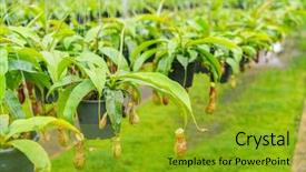  Presentation with green soccer field sport - Beautiful theme featuring known as tropical pitcher plants backdrop and a gold colored foreground