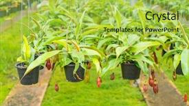  Presentation with green soccer field sport - PPT layouts enhanced with known as tropical pitcher plants background and a yellow colored foreground