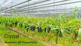  Presentation with tropical - Slide deck with known as tropical pitcher plants background and a gold colored foreground