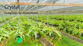  Presentation with tropical - PPT theme enhanced with known as tropical pitcher plants background and a mint green colored foreground