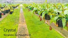  Presentation with field - Audience pleasing theme consisting of known as tropical pitcher plants backdrop and a gold colored foreground