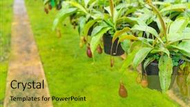  Presentation with rural india paddy field green - Beautiful theme featuring known as tropical pitcher plants backdrop and a gold colored foreground