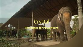  Presentation with elephants - 