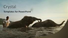  Presentation with elephants - 