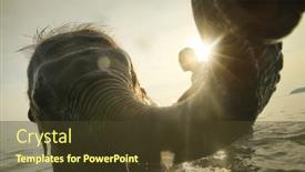  Presentation with elephants - Presentation theme with ko-chang-trat-thailand-december background and a  colored foreground