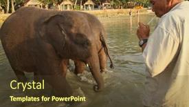  Presentation with elephants - 