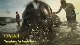  Presentation with elephants - 