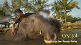  Presentation with elephants - 