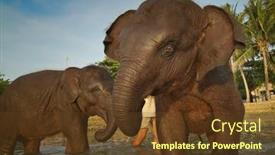  Presentation with elephants - 