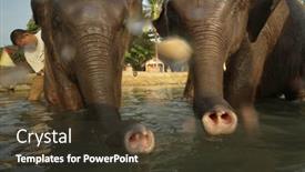  Presentation with elephants - 