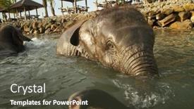  Presentation with elephants - 