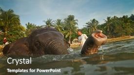  Presentation with elephants - 