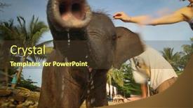  Presentation with elephants - 