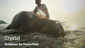  Presentation with elephants - 