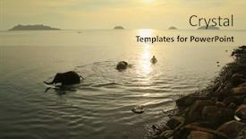  Presentation with elephants - 