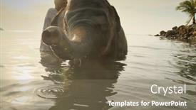  Presentation with elephants - 