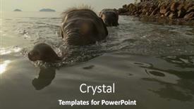  Presentation with elephants - 