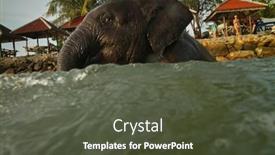  Presentation with elephants - 