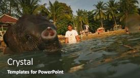  Presentation with elephants - 