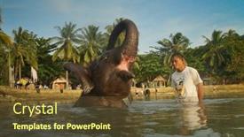  Presentation with elephants - 
